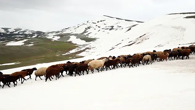 Ağrı'da çobanlar Mayıs ayında kar altında hayvancılık yapmaya çalışıyor