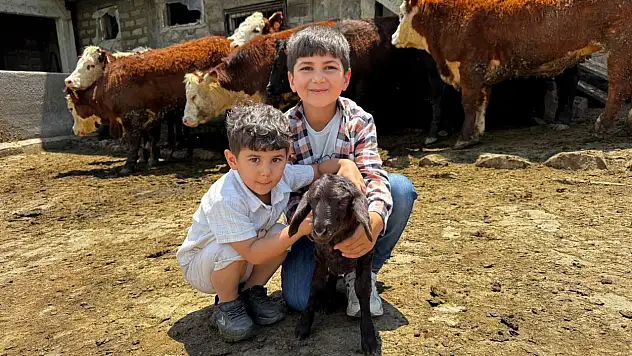 Ağrı'da damızlık düve desteği üreticinin yüzünü güldürdü
