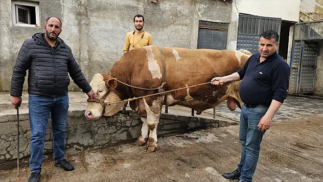 Ağrı'da dev kurbanlık rekor fiyata satıldı: 1 ton 190 kilogramlık 'Bahri' 500 bin lira etti