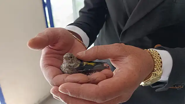 Ağrılı esnafa minik serçeden sabah sürprizi