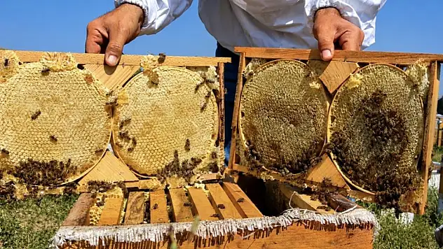 Ağrı'da Geven balında hasat bereketi: Hedef 357 ton