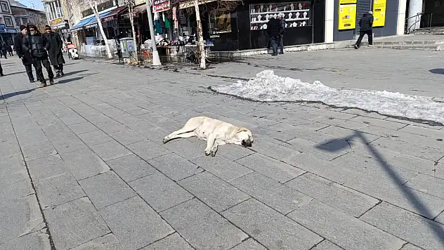 Ağrı'da güneş açtı sokak köpekleri ısınmak için meydanı seçti