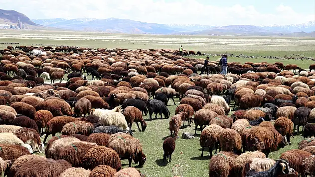 Ağrı'da hayvanlar 6 ay sonra doğayla buluştu