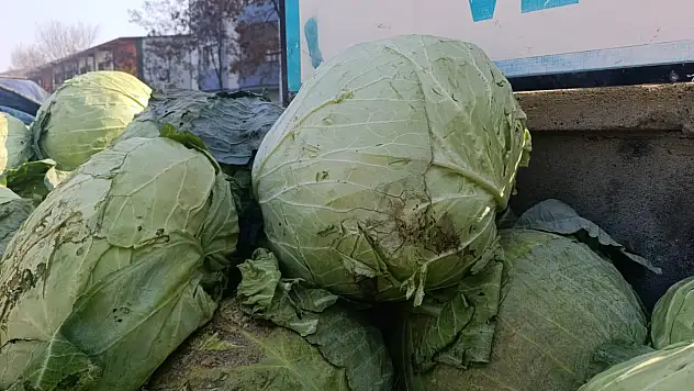Ağrı'da her sezon olduğu gibi büyük lahanalar ilgi görüyor