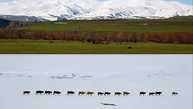 Ağrı'da iki mevsim bir arada: Dağlarda kış, ovada bahar