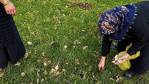 Ağrı'da kadınlar baharın şifasını topluyor