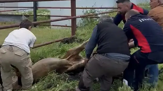 Ağrı'da kanala düşen büyükbaş hayvan için seferber oldular
