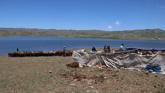 Ağrı'da kar geç eridi, göçerlerin yayla mesaisi geç başladı