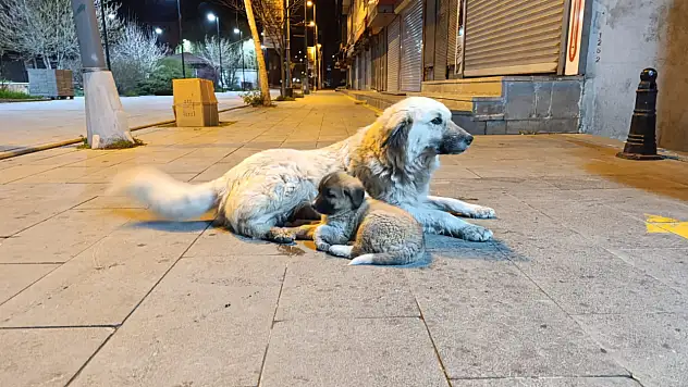 Ağrı'da kasabın önünden ayrılmayan köpekler caddenin maskotu oldular