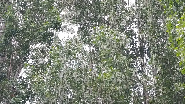 Ağrı'da kavak poleni kabusu! Vatandaşlar camlarını açamıyor
