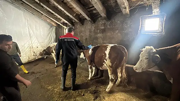 Ağrı'da köy köy şap aşısı çalışması