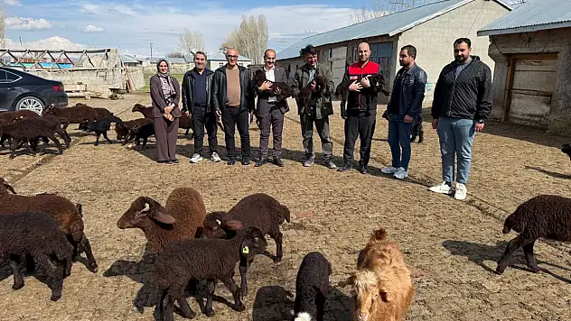 Ağrı'da küçükbaş hayvancılık için sahada ıslah çalışmaları sürüyor