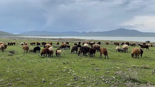 Ağrı'da hayvanların mera hasreti sona erdi
