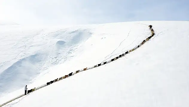 Ağrı'da küçükbaşlar karlı dağlarda tek sıra ilerliyor