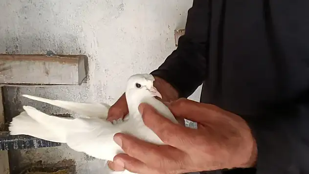 Ağrı'da kuş sevdası nesilden nesle: Kimlik halkalarıyla kuşlar güvence altında