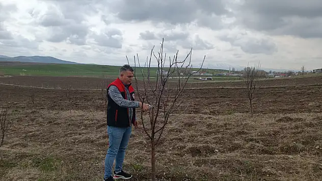 Ağrı'da meyve bahçelerinde bahar mesaisi başladı