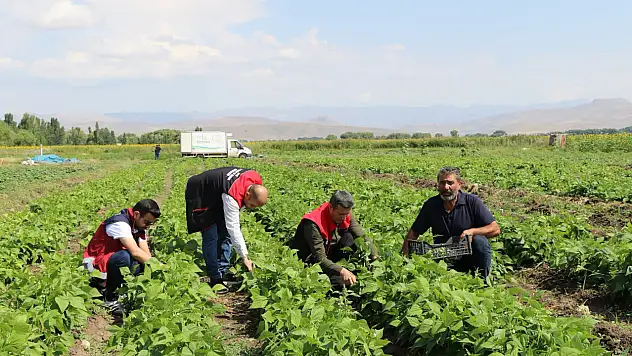 Ağrı'da sebze hasadı başladı