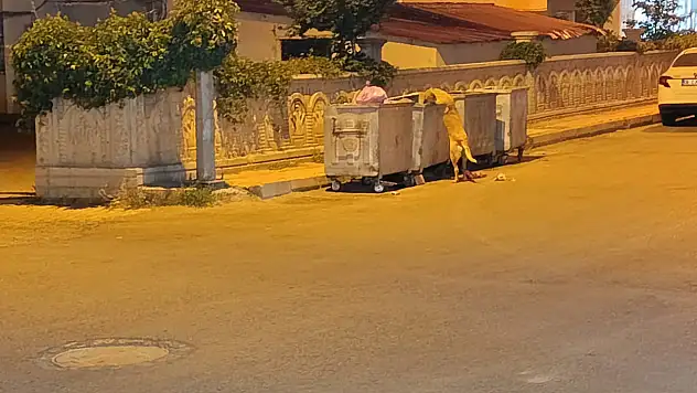 Ağrı'da sokak hayvanlarına yazın da sahip çıkalım çağrısı yapıldı