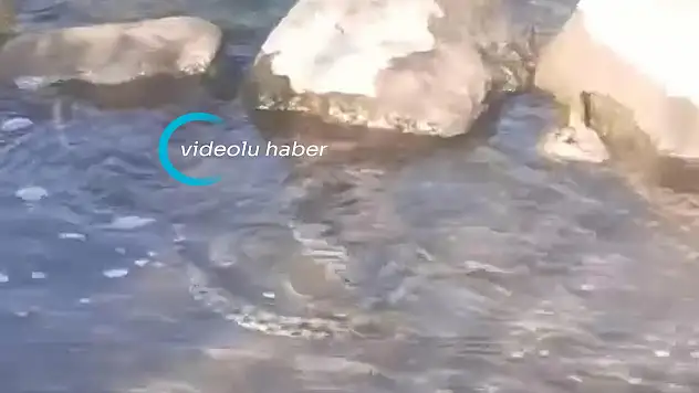 Ağrı'da suda yüzen boynuzlu yılan görüntülendi