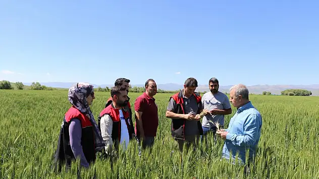 Ağrı'da süne zararlısına karşı sahada eğitim ve inceleme