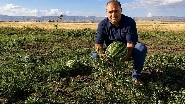 Ağrı'da tarlalar bereketlendi: Kavun ve karpuzda 4 bin ton ürün bekleniyor