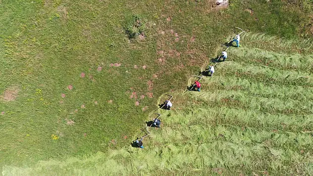 Ağrı'da tırpan sesleri yükseliyor: Çiftçiler kışlık yem mesaisinde