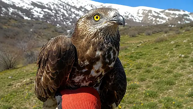 Ağrı'da yaralı bulunan Yılan Kartalı koruma altına alındı
