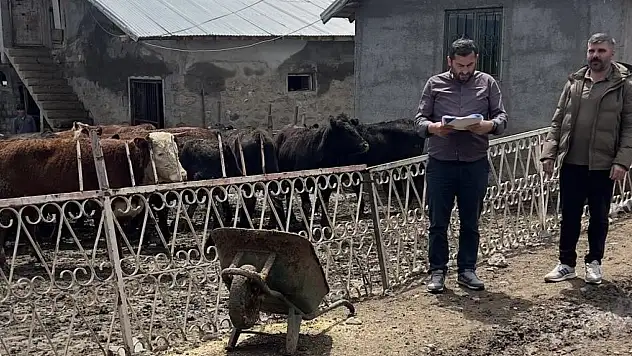 Ağrı'da yetiştiriciye gebe düve desteği