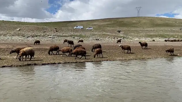 Ağrı'da yüksek ücrete rağmen çoban bulunamıyor