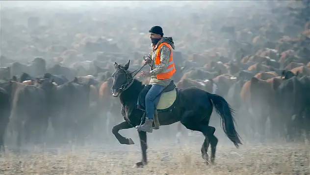 Ağrı Dağı eteklerinde atlı çobanlar sürüleri yılkı atlarıyla yönetiyor