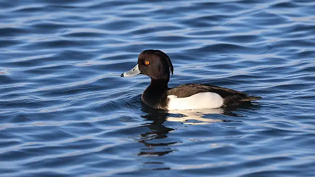 Ağrı Dağı eteklerinde nadir kuş türleri görüntülendi