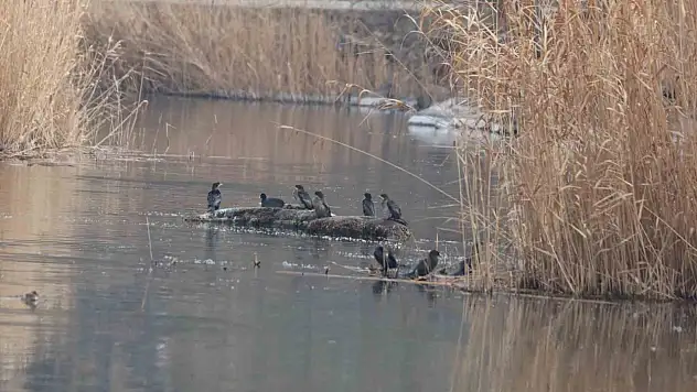 Ağrı Dağı'ndan gelen sular kuş cennetini besliyor