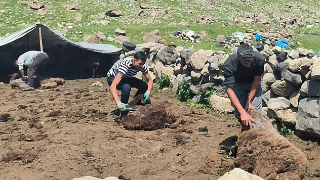 Ağrı Dağı yaylalarında koyun kırkma mesaisi başladı