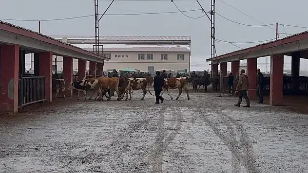 Ağrı hayvan pazarında kontrollü kesim yapılıyor