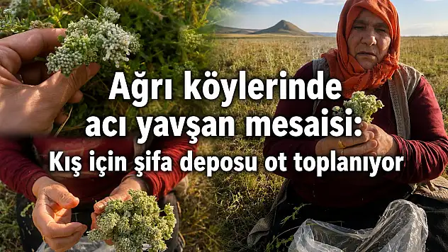 Ağrı köylerinde acı yavşan mesaisi: Kış için şifa deposu ot toplanıyor