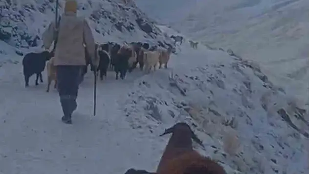 Ağrı'nın ilçelerinde hayvanlarını otlatmaya çıkaran köylüler tipiye yakalandı