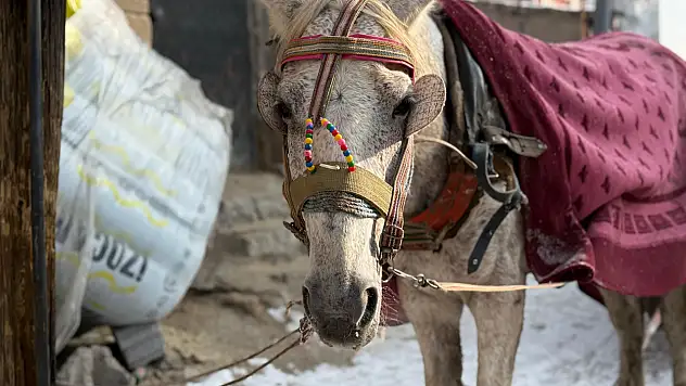 Ağrı'nın keskin soğuğunda atların bıyıkları buz tuttu