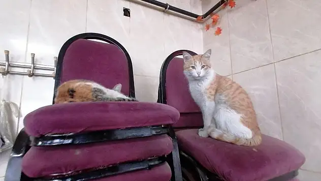 Ağrı'nın soğuklarında, kediler kahveye taşındı