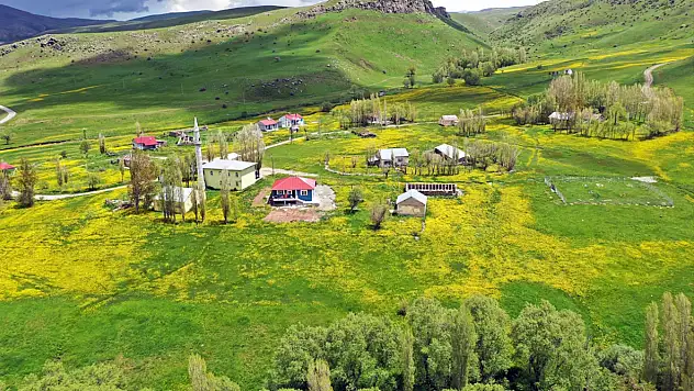 Ağrı'da sarı deniz görenleri büyülüyor