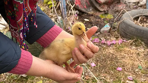 Ağrı Saklı Bahçe'de bahar başladı ördek yavruları doğaya renk kattı
