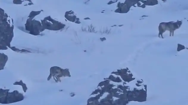 Ağrı–Van karayolunda kurtlar yola indi