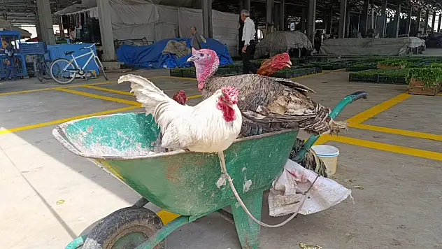 Ağrı'da gezici kümes: El arabasında ekmek mücadelesi