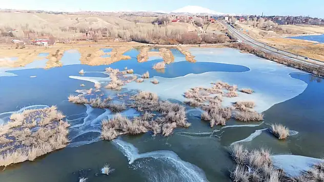 Ahlat'taki kuş cenneti soğukla dondu