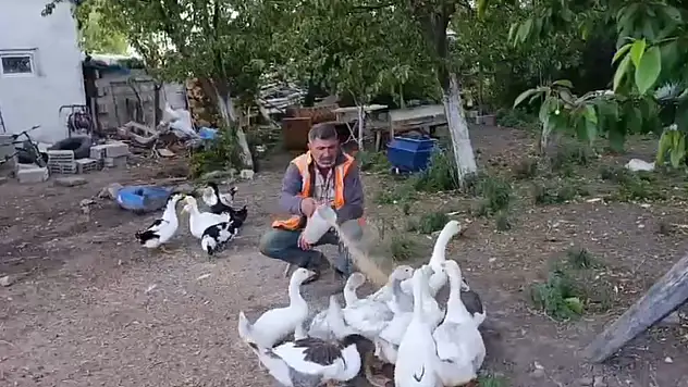Akyaka'da Kaz Yetiştiriciliği Yaşam Tarzına Dönüştü