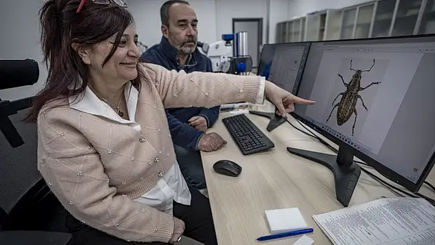 Anadolu'nun bilinmeyen böcekleri gün yüzüne çıkıyor