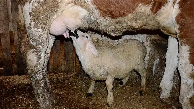 Annesi ölen kuzuyu 'Sarıkız' isimli inek emziriyor