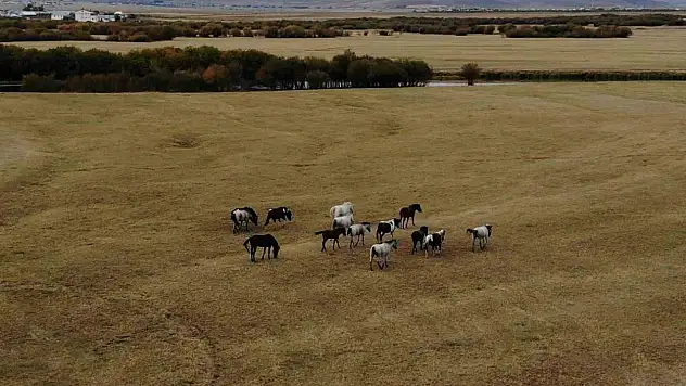 Ardahan'daki Yılkı Atları Dronla Görüntülendi: Doğa Turizmi Potansiyelini Ortaya Çıkarıyor