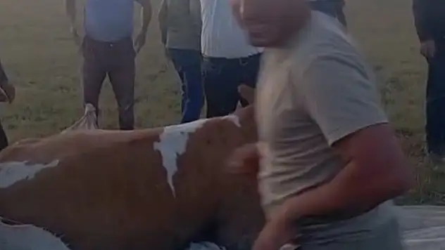 Arin Gölü'nde Çamura Saplanan İnek, Kurtarma Operasyonu ile Hayata Döndürüldü!