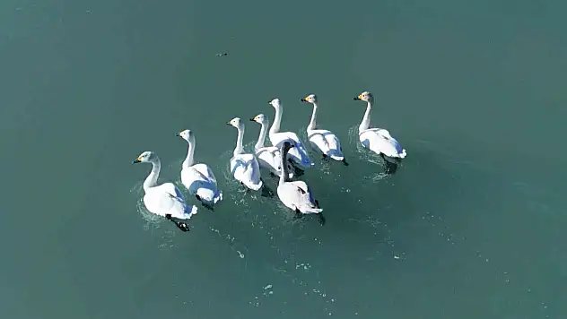 Arin Gölü'nde Sonbahar-Kış Göçü: Ötücü Kuğuların Büyüleyici Dansı Göz Kamaştırıyor