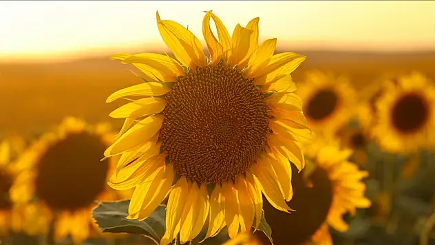 Ayçiçeği tohumu ithalatında yeni oranlar belli oldu